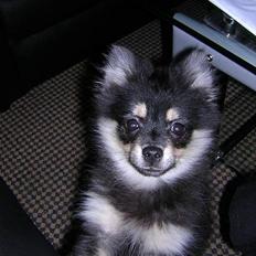 Pomeranian Rex