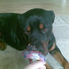 Rottweiler Fia