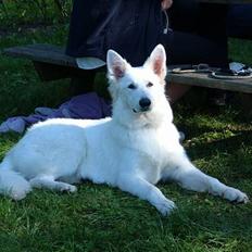 Hvid schæfer *Kayla May*