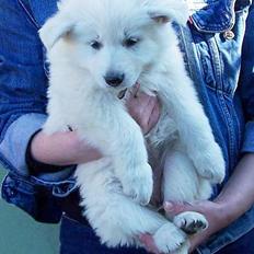 Hvid schæfer *Kayla May*