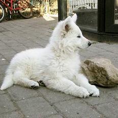 Hvid schæfer *Kayla May*