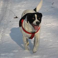 Blanding af racer Buster* R.I.P*