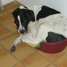 Blanding af racer Buster* R.I.P*