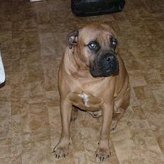 Bullmastiff tyson (død)
