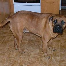 Bullmastiff tyson (død)