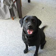 Labrador retriever (formel 1) Sille