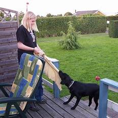 Labrador retriever (formel 1) Sille