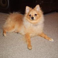 Pomeranian Danny
