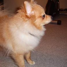 Pomeranian Danny