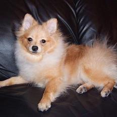 Pomeranian Danny
