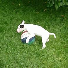 Bullterrier Nimbus