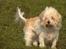 Blanding af racer perle {R.I.P min <3 :'(}