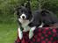 Border collie Solfari´s Holly <3 - På bord ;)