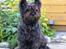 Blanding af racer /Westie blanding Mille