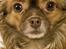 Chihuahua Jessie - lækker vaps