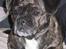 Blanding af racer Luna (R.I.P aflivet 17/1-17)