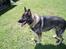 Schæferhund Wiliam (død)