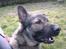 Schæferhund Wiliam (død)