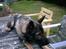 Schæferhund Wiliam (død)