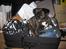 Blanding af racer Luna (R.I.P aflivet 17/1-17)