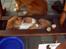 Nova scotia duck tolling retriever Luca
