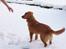 Nova scotia duck tolling retriever Luca
