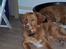 Nova scotia duck tolling retriever Luca
