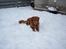 Nova scotia duck tolling retriever Luca