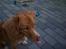 Nova scotia duck tolling retriever Luca