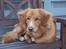 Nova scotia duck tolling retriever Luca