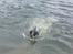 Blanding af racer sascha - sascha en rigtigt vand hund