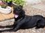Labrador retriever Molly - Molly