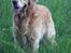 Golden retriever Nickie *Himmelhund* - 22 maj 06