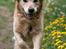 Golden retriever Nickie *Himmelhund* - Nu kommer jeg. 12. maj 07