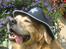 Golden retriever Nickie *Himmelhund* - Sheriffen af Bellingelunden.:-)