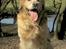 Golden retriever Nickie *Himmelhund* - 2. april 05