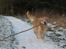 Golden retriever Nickie *Himmelhund* - Se hvad jeg har. 25. jan 07
