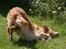 Golden retriever Nickie *Himmelhund* - Sjov og spas efter et bad.;-) Juli 07