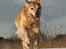 Golden retriever Nickie *Himmelhund* - fart på . 25. jan. 07