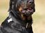 Rottweiler Tiny *18-12* - *Nyt* Tosafoto 