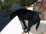 Labrador retriever *Freja* (Min MulMul) - Skal jeg virkelig bare ligge her ?? :/ efter hun var faldt/hoppe i vandet på nyborgvold hehe skøre hund Fotograf: Mig (Anna 13 år)