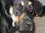 Blanding af racer Tyson *22/2-04 - 10/8-07* - Godmorgen...