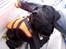 Labrador retriever *Freja* (Min MulMul) - Er jeg ikke fin :) Fotograf: Mig (Anna 13 år)