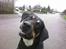 Blanding af racer Tyson *22/2-04 - 10/8-07* - hej.... NYT..