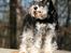 Dvaergschnauzer Nida