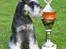 Dvaergschnauzer Nida - .