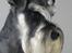 Dvaergschnauzer Nida