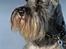 Dvaergschnauzer Dina