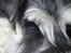 Dvaergschnauzer Nida