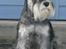 Dvaergschnauzer Nida